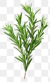 PNG Rosemary plant green herbs. 