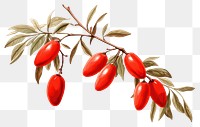 PNG Plant fruit food white background. AI generated Image by rawpixel.