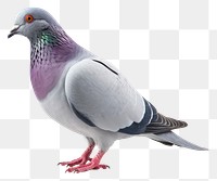 PNG Mutant Pigeon pigeon animal bird. AI generated Image by rawpixel.