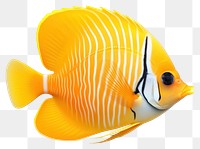 PNG Agel butterfly fish animal white background pomacentridae. 