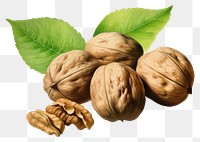 PNG Nut walnut plant food. 