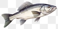 PNG Fresh seabass fish animal white background freshness. 