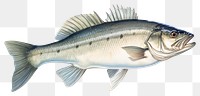 PNG Fresh seabass fish animal white background freshness. 