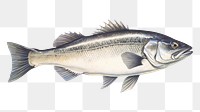 PNG Fresh seabass fish seafood animal  