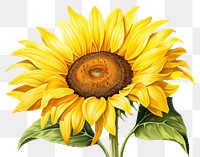 PNG SunFlower sunflower plant  