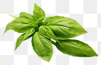 PNG Basil leaves basil plant herbs. 