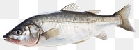 PNG Fresh seabass fish seafood sardine animal. AI generated Image by rawpixel.