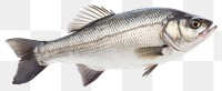 PNG Fresh seabass fish seafood animal white background. AI generated Image by rawpixel.