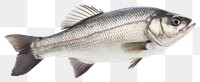 PNG Fresh seabass fish seafood animal  