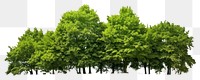 PNG Green Trees forest green tree. AI generated Image by rawpixel.