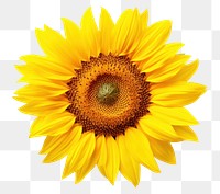 PNG Sun flower sunflower plant  