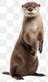 PNG Otter wildlife animal mammal. AI generated Image by rawpixel.