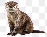 PNG European otter wildlife animal mammal. AI generated Image by rawpixel.