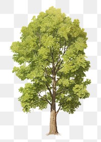 PNG Cottonwood tree drawing plant  