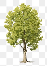 PNG Cottonwood tree plant maple  