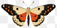 PNG  Lymantria dispar dispar butterfly insect animal. AI generated Image by rawpixel.
