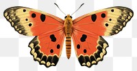 PNG Lymantria dispar dispar butterfly animal insect. 