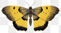 PNG  Spongy Moth moth butterfly insect. AI generated Image by rawpixel.