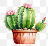 PNG Cactus plant creativity houseplant. 