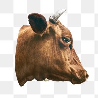 Cow's head png animal, transparent background