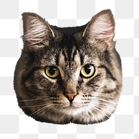 Cute cat png sticker, transparent background