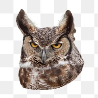 Owl bird png, transparent background