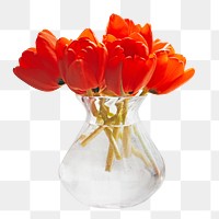 Orange tulip vase png, transparent background