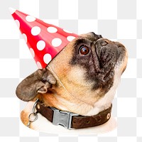 Birthday pug dog png sticker, transparent background