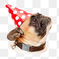 Party pug dog png sticker, transparent background