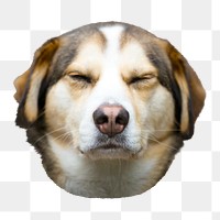 Dog squinting eyes png sticker, transparent background