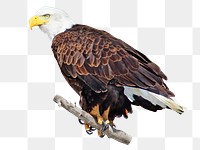 Bald eagle bird png, transparent background