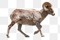 Bighorn sheep png animal, transparent background