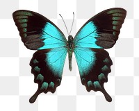 Blue butterfly png sticker, transparent background