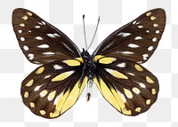 Vintage brown butterfly illustration png sticker, transparent background
