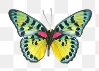 Colorful butterfly png sticker, transparent background