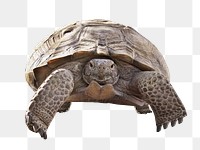 Desert turtle png animal, transparent background