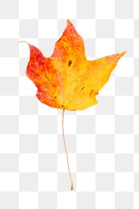 Maple leaf png sticker, Autumn aesthetic, transparent background