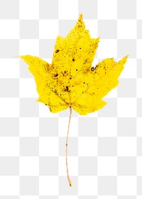 Maple leaf png sticker, Autumn aesthetic, transparent background