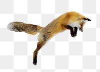 Jumping fox png sticker, transparent background