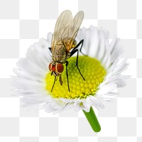 Fly on flower png, transparent background