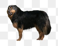 Hovawart dog png, transparent background