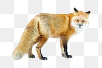  Korean red fox png sticker, transparent background