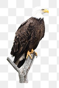 American bald eagle png sticker, transparent background