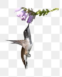Hummingbird & flower png sticker, transparent background