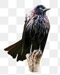 Grackles bird png, transparent background