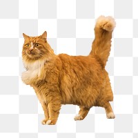 Persian ginger cat png animal, transparent background