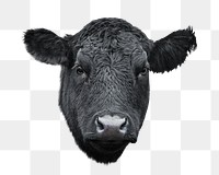 Black cow png animal, transparent background