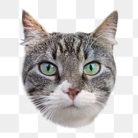 Cute cat png animal, transparent background