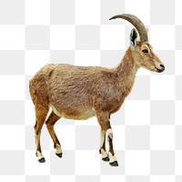 Antelope png sticker, transparent background