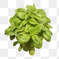 Basil garden plant png, transparent background